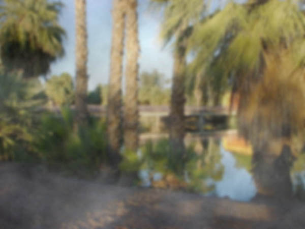 Blurred and hazy looking photo of palm trees