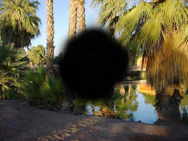 Picture of palms with black obstruction in center