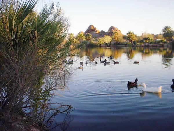 Normal View of a pond with swimming ducks
