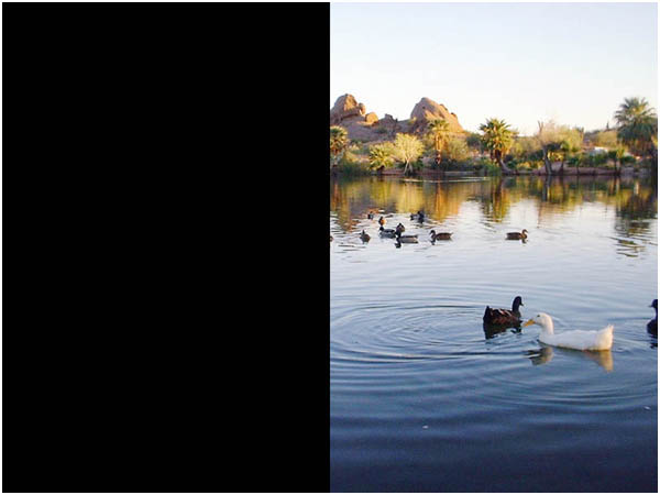 Ducks swimming, left half of picture is completely black