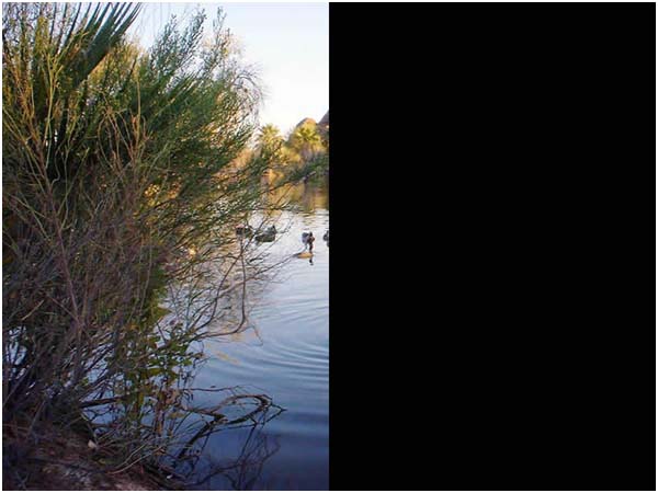 Ducks swimming at left of picture, completely black on right half