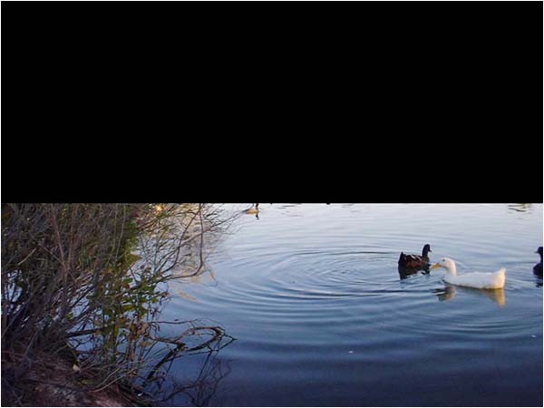 Ducks swimming, top half of picture is completely black